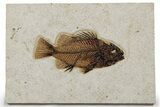 Detailed Fossil Fish (Cockerellites) - Wyoming #349244-1